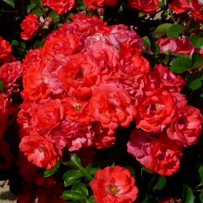 Roter Korsar Kordes Германия, 2004
