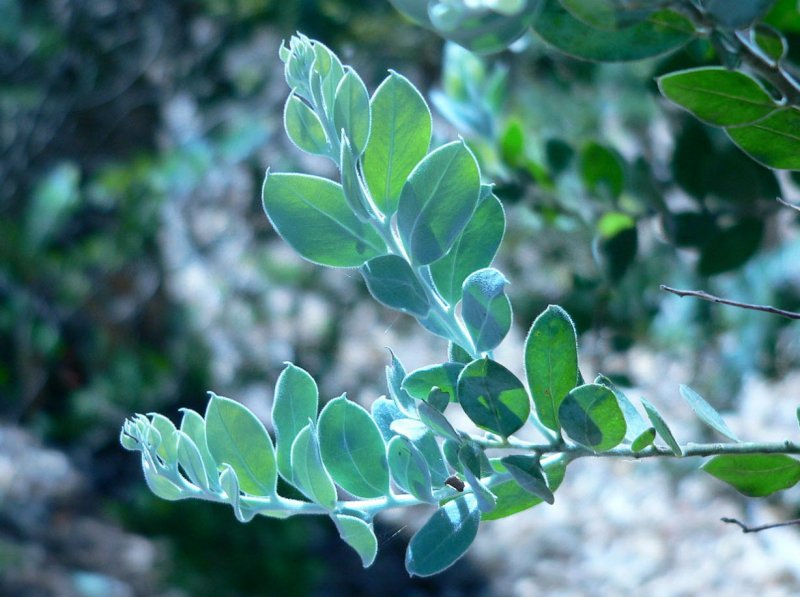 Golden Wattle символ