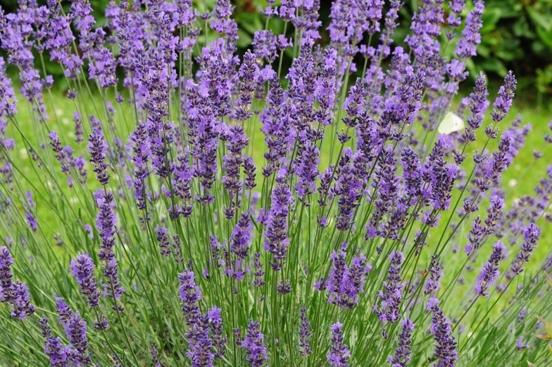 Lavandula stoechas pedunculata