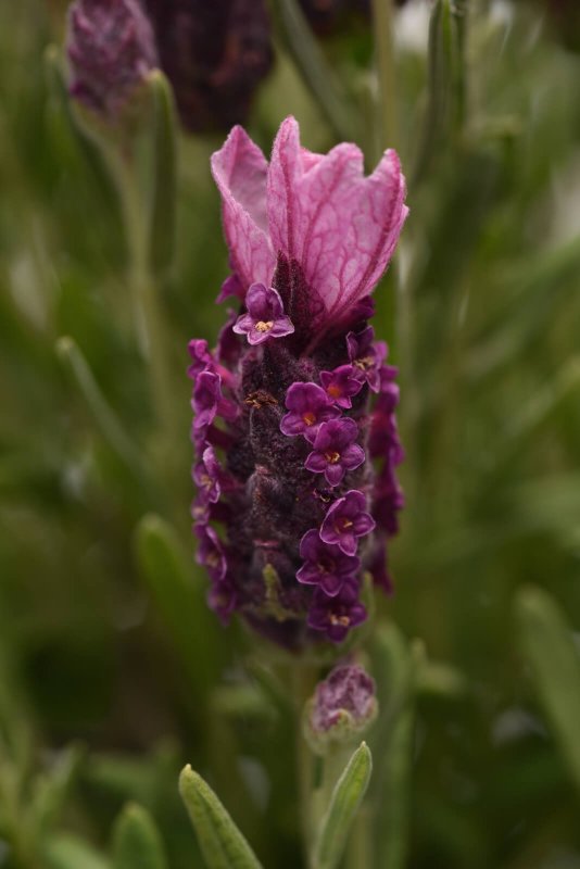 Лаванда стэхадская (Lavandula stoechas) Bandera Purple