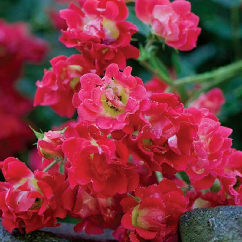 Роза 'Flower Carpet ® Coral'