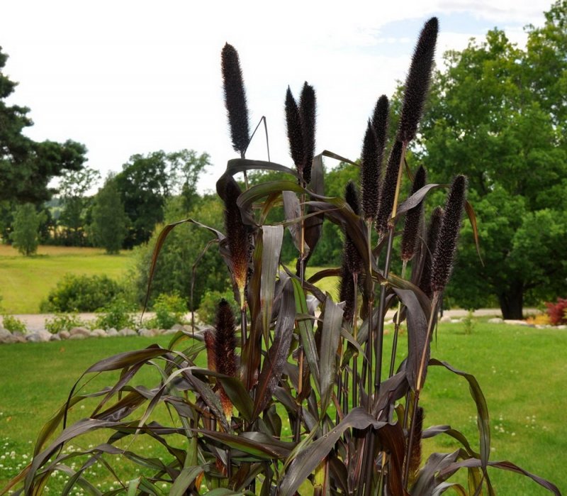 Пеннисетум сизый (Pennisetum glaucum)