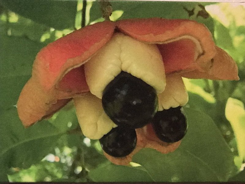 Ackee Fruit