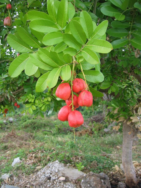 Blighia sapida