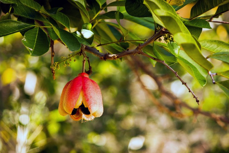 Ackee Fruit