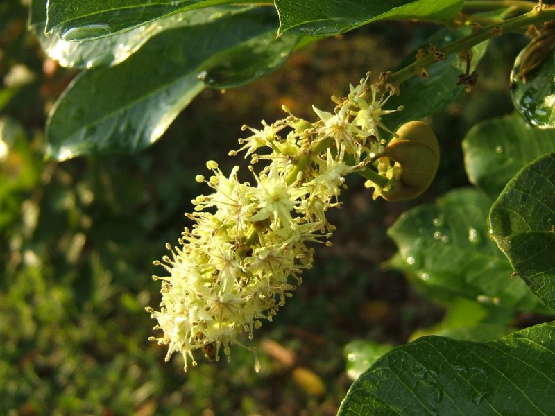 Blighia sapida