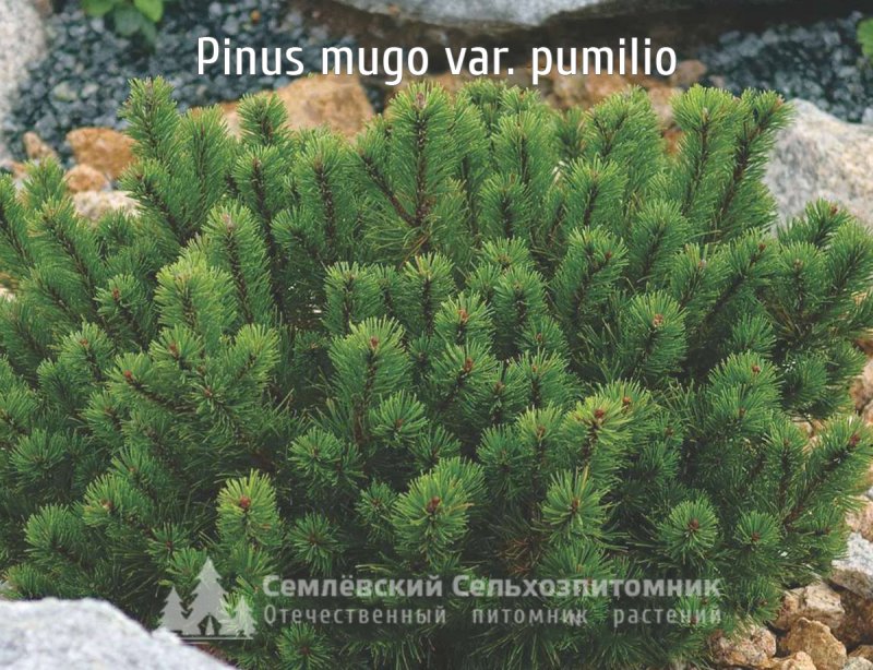 Сосна Муго Пумилио