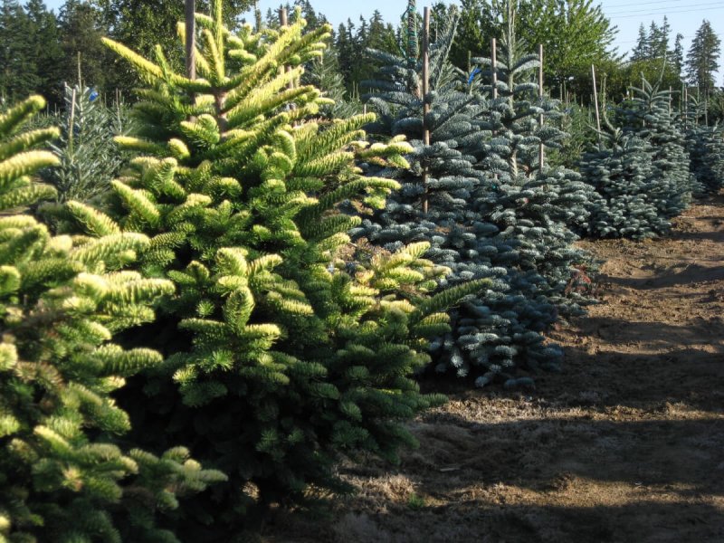 Abies nordmanniana Aurea