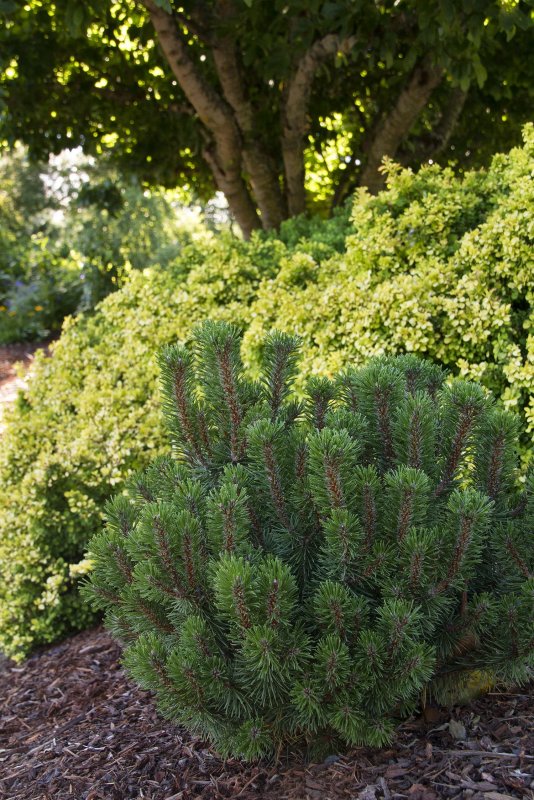 Сосна Горная Pinus mugo