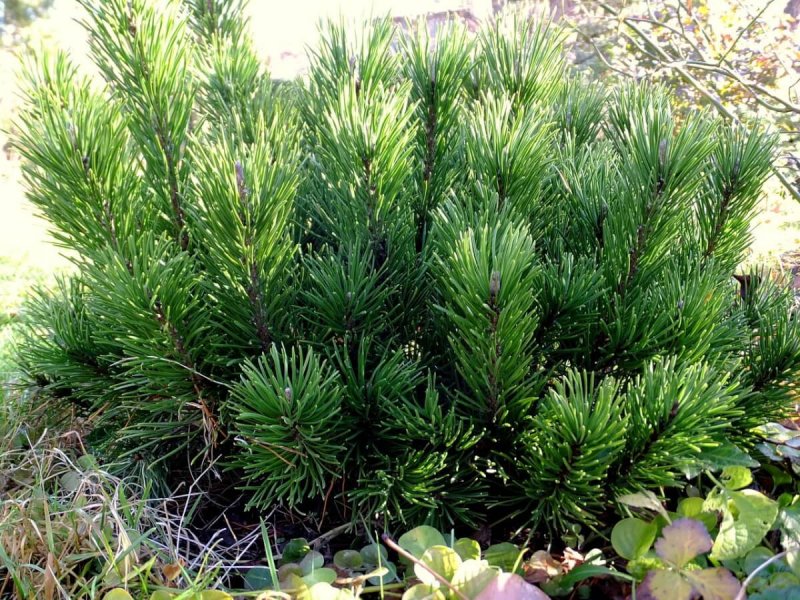 Сосна Горная Мугус/Pinus