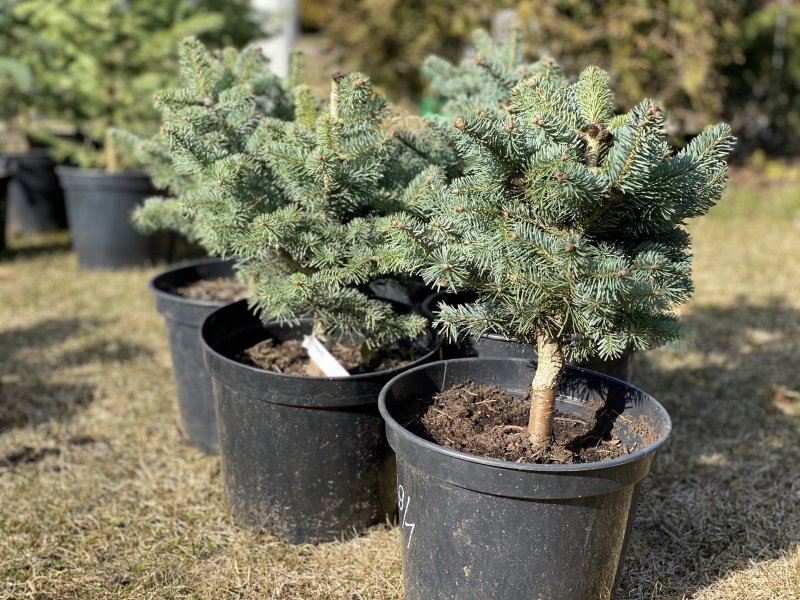 Пихта корейская Abies Koreana с20 120/140
