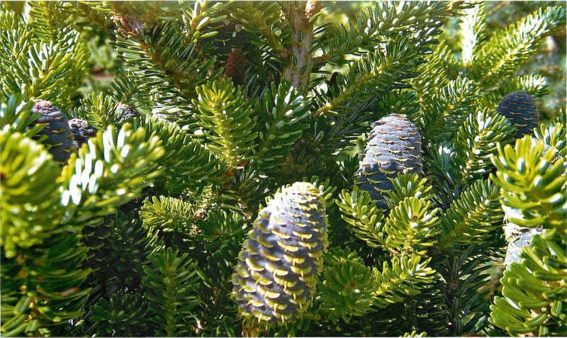 Пихта Сибирская Abies sibirica