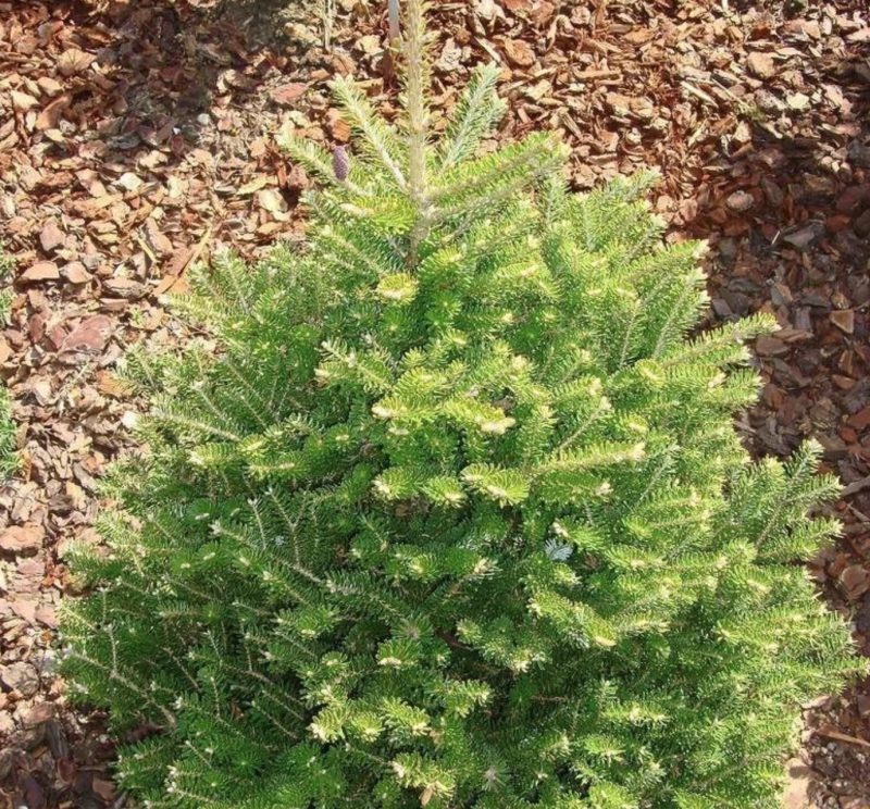 Пихта корейская Abies Koreana