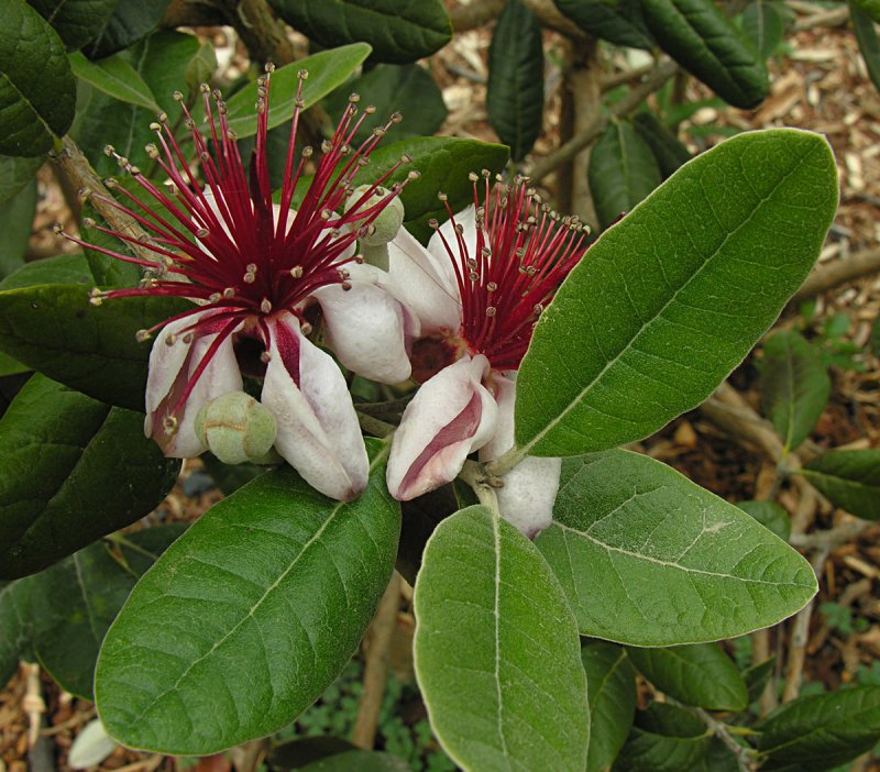 Feijoa sellowiana