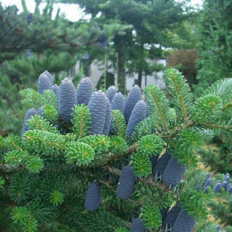 Пихта Abies Koreana