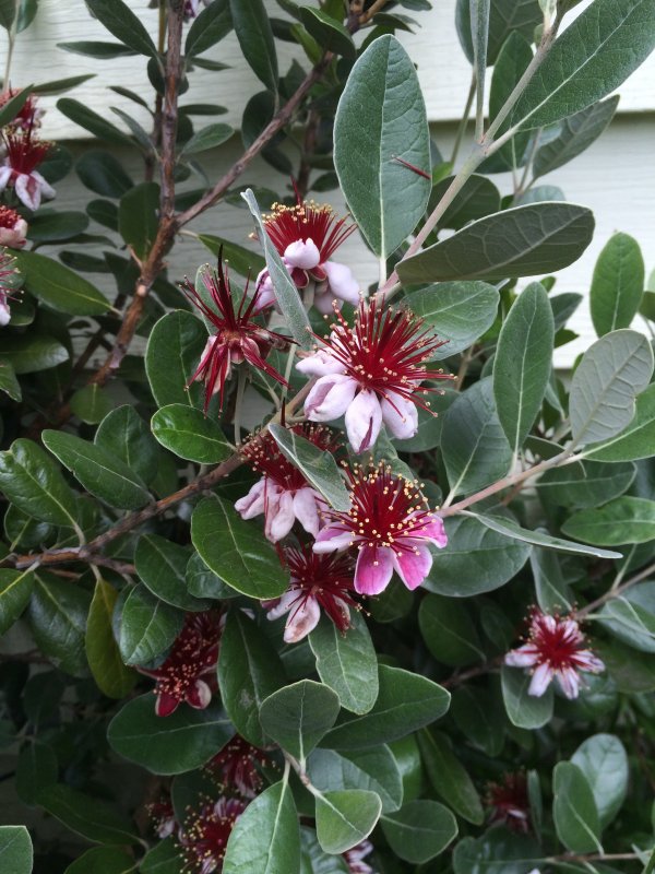 Feijoa sellowiana