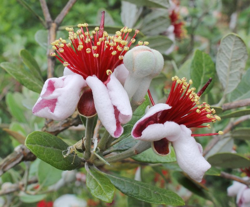 Feijoa sellowiana