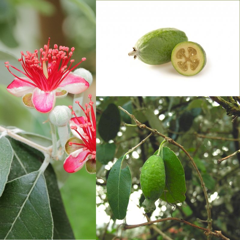 ACCA sellowiana
