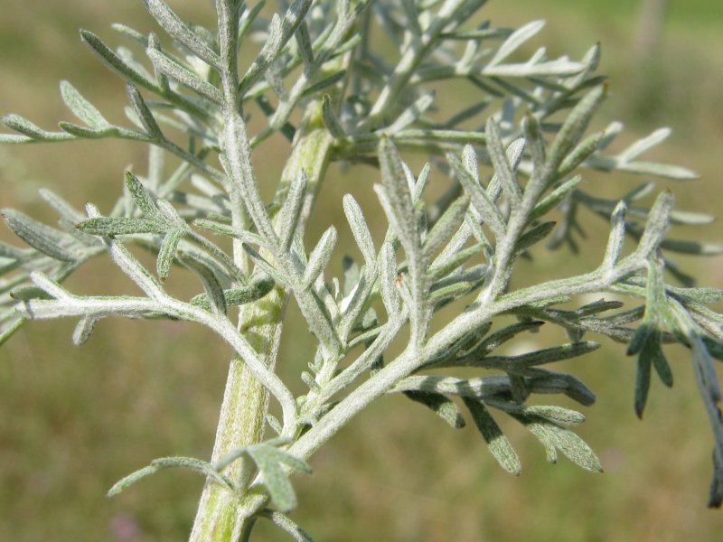Акантолимон, Полынь (Artemisia