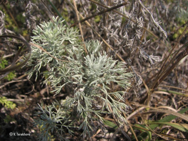 Полынь австралийская (Artemisia austriaca)