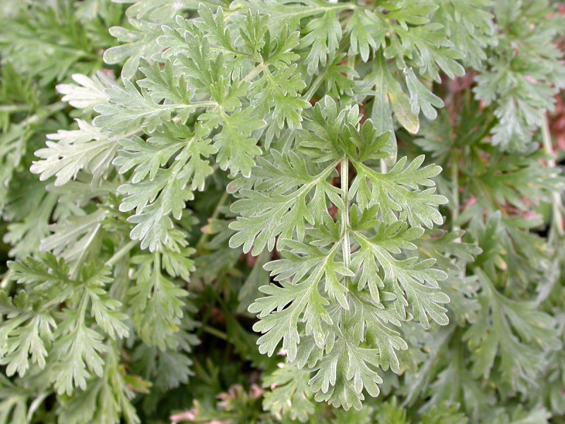 Полынь горькая (Artemísia absínthium).