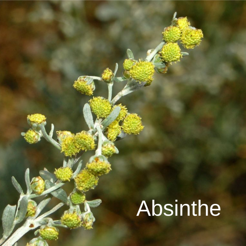 Artemísia absínthium