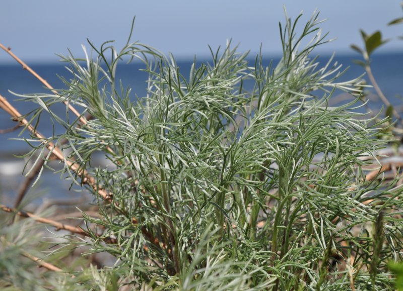 Artemisia Campestris