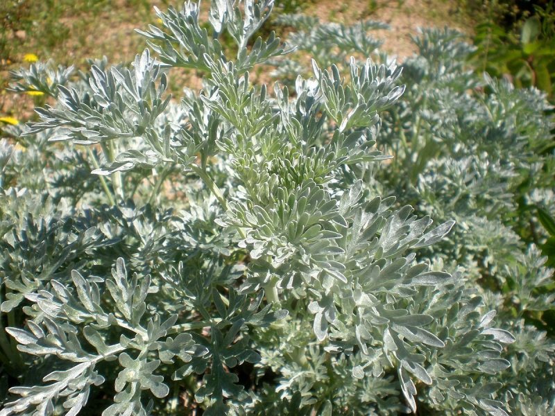 Полынь горькая (Artemísia absínthium).