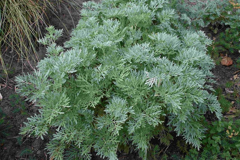 Artemisia arborescens Powis