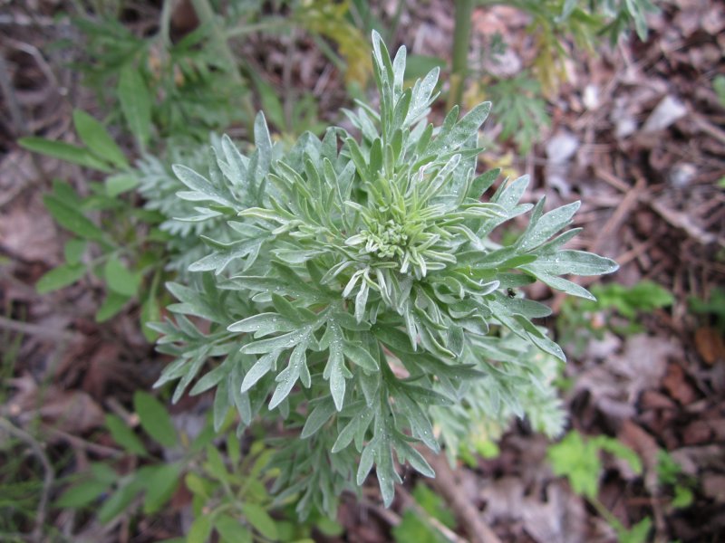 Полынь горькая Artemisia absinthium l.