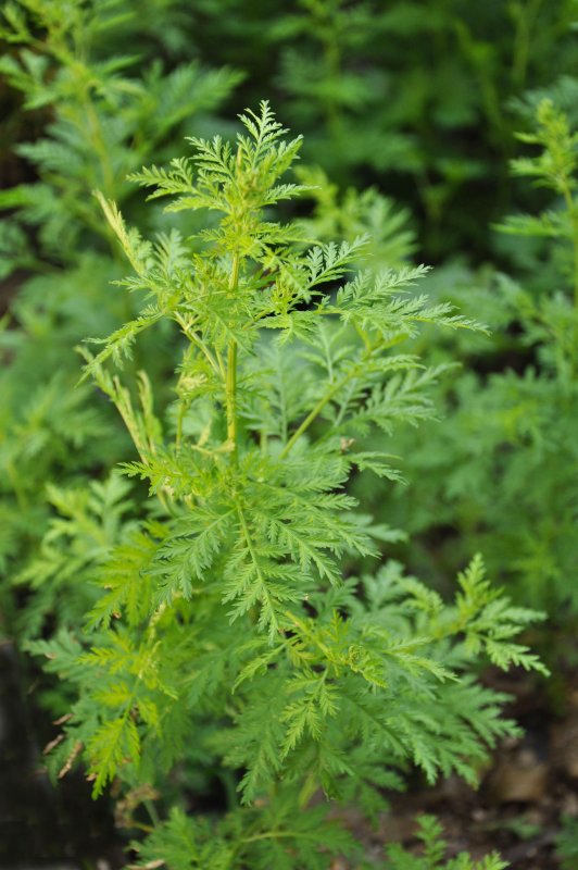 Artemisia Pontica