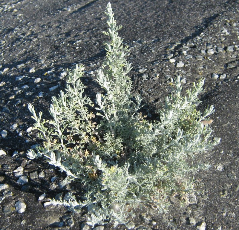 Полынь Artemisia maritima