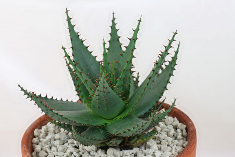 210 Aloe broomii