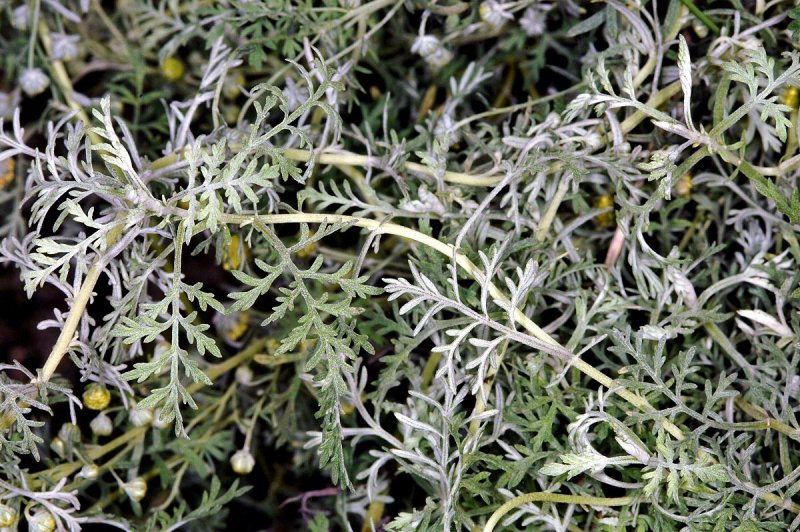 Полынь Понтийская (Artemisia Pontica)