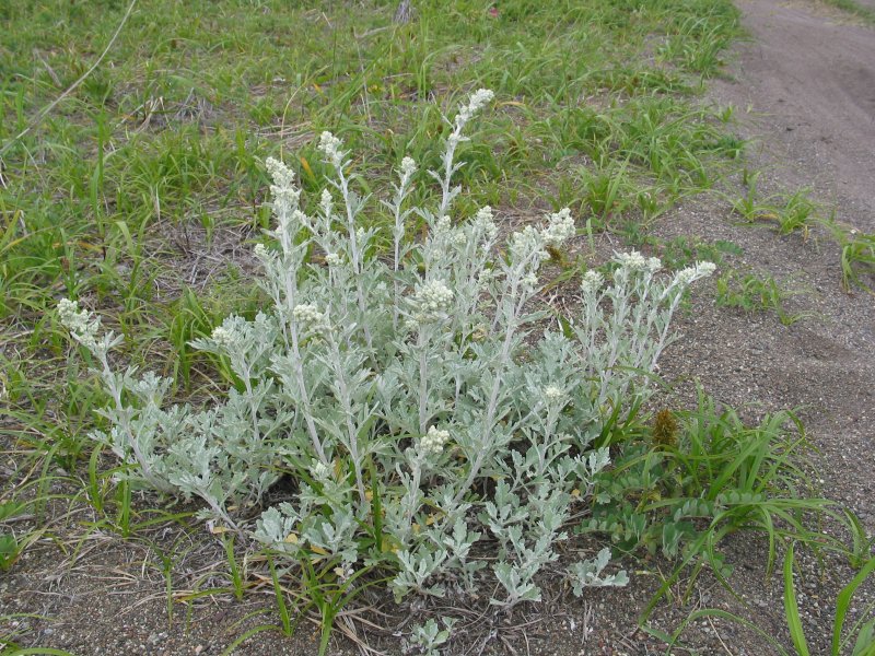 Полынь обыкновенная (Artemisia vulgaris)