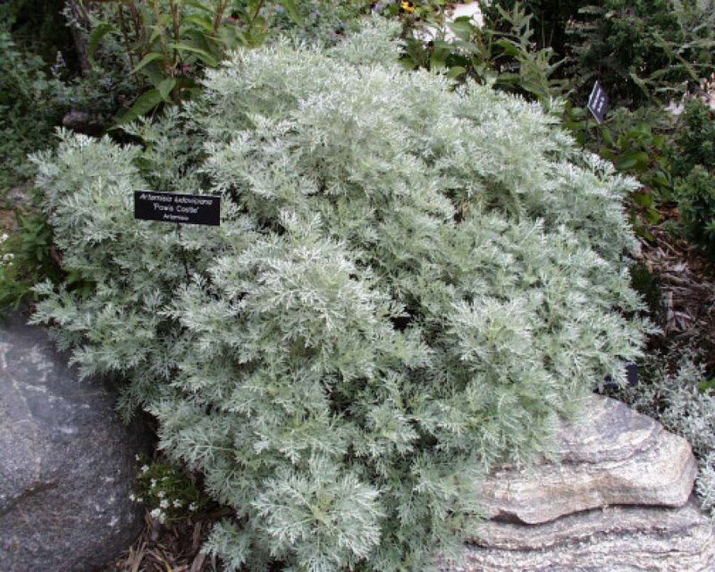Полынь Artemisia arborescens Powis