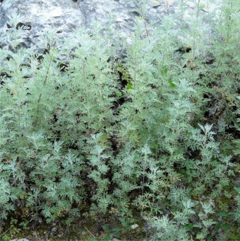 Полынь Понтийская (Artemisia Pontica)