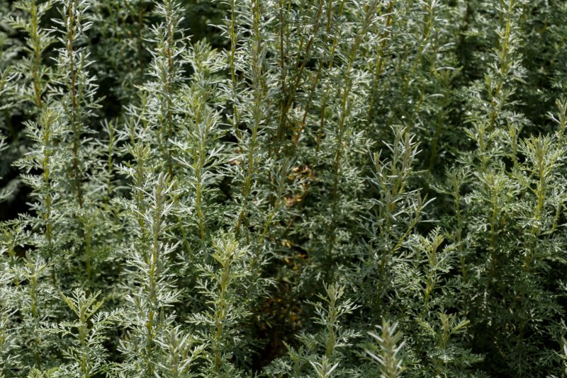 Artemisia Pallens