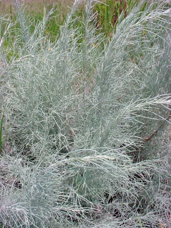 Полынь Каспийская Artemisia caspica