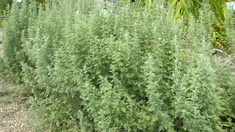 Полынь Понтийская – Artemisia Pontica l.