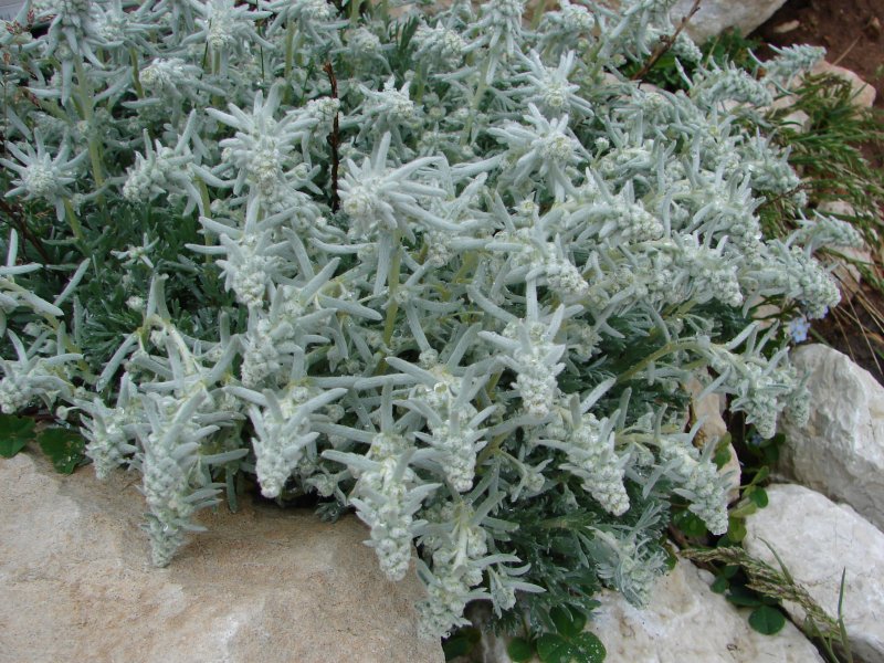 Artemisia umbelliformis