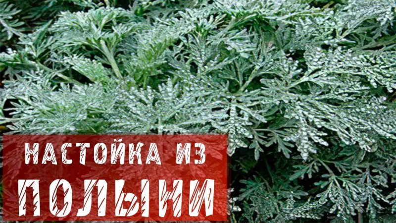 Пижма Полынь гвоздика