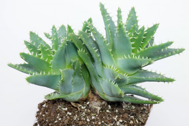 Aloe clavifolia