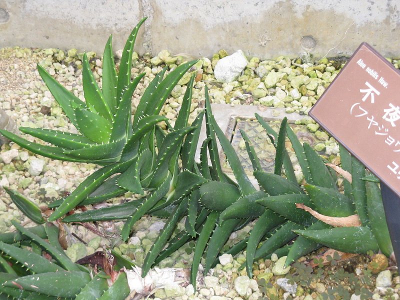 Алоэ Пиротта Aloe pirottae