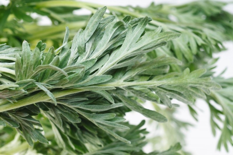 Artemisia absinthium