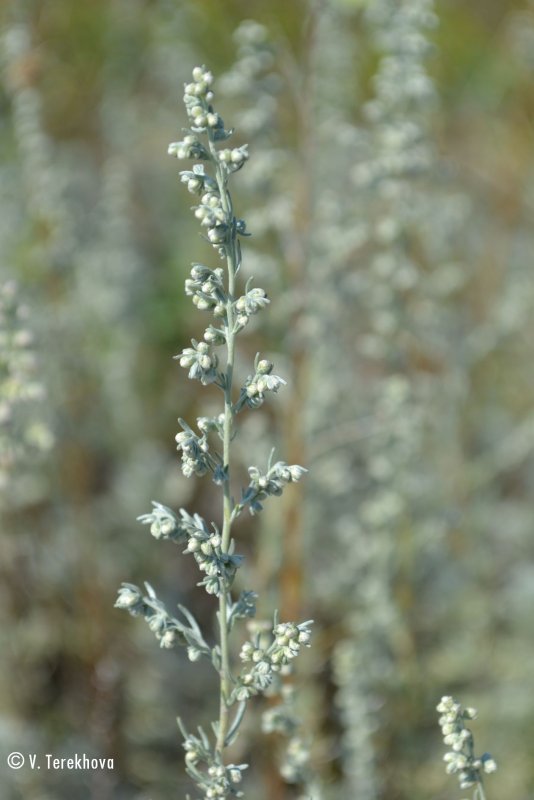 Полынь австралийская (Artemisia austriaca)