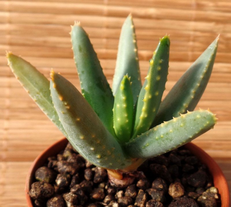 Aloe ramosissima (алоэ)