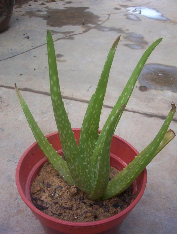 Алоэ Вера Aloe Vera