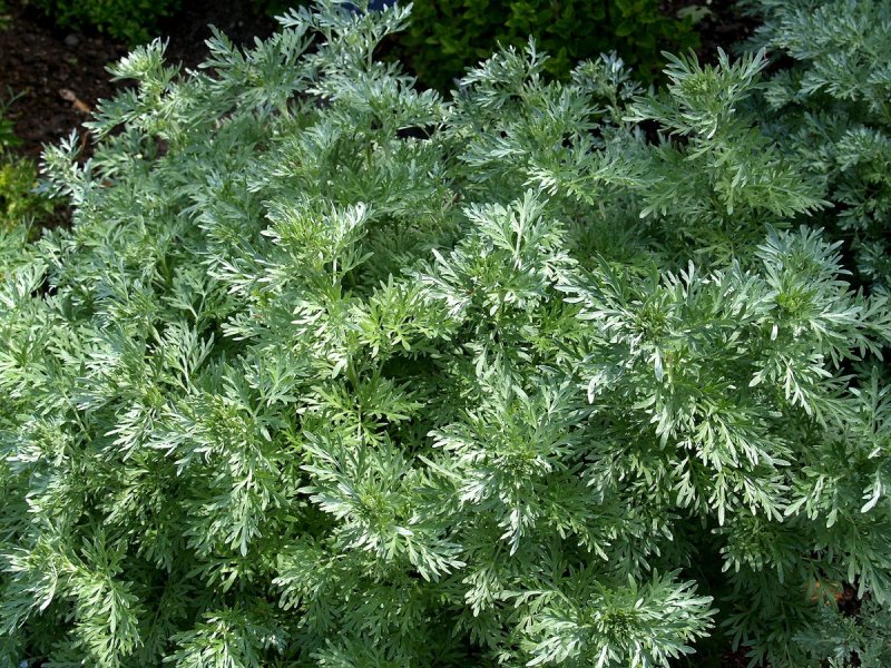 Полынь горькая (Artemisia absinthium)