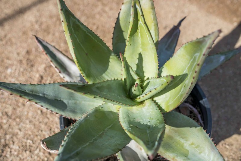Aloe reynoldsii